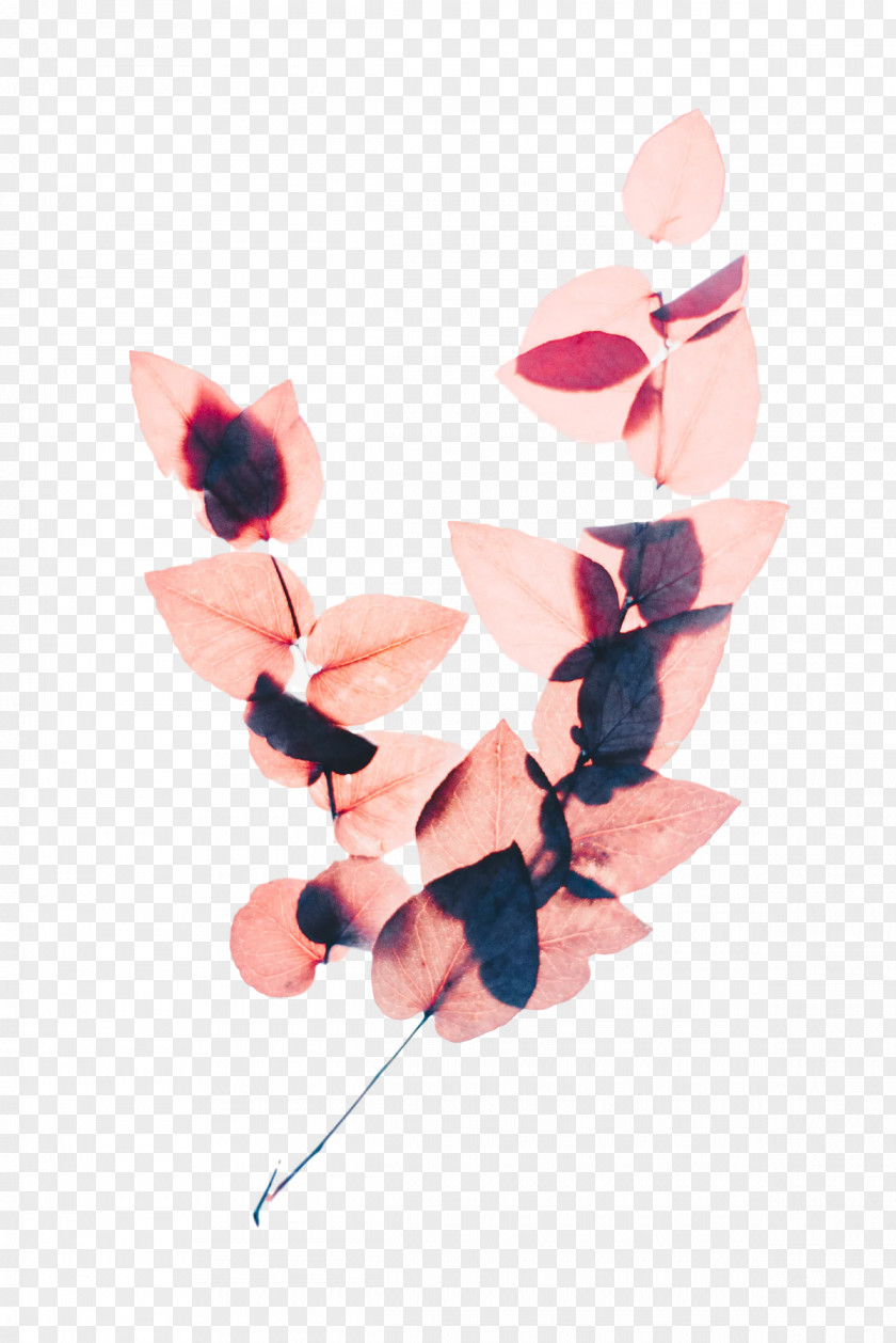 Flower Color Pink Cut Flowers Leaf PNG