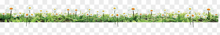 Grass Flowers Green Grasses Brand Font PNG