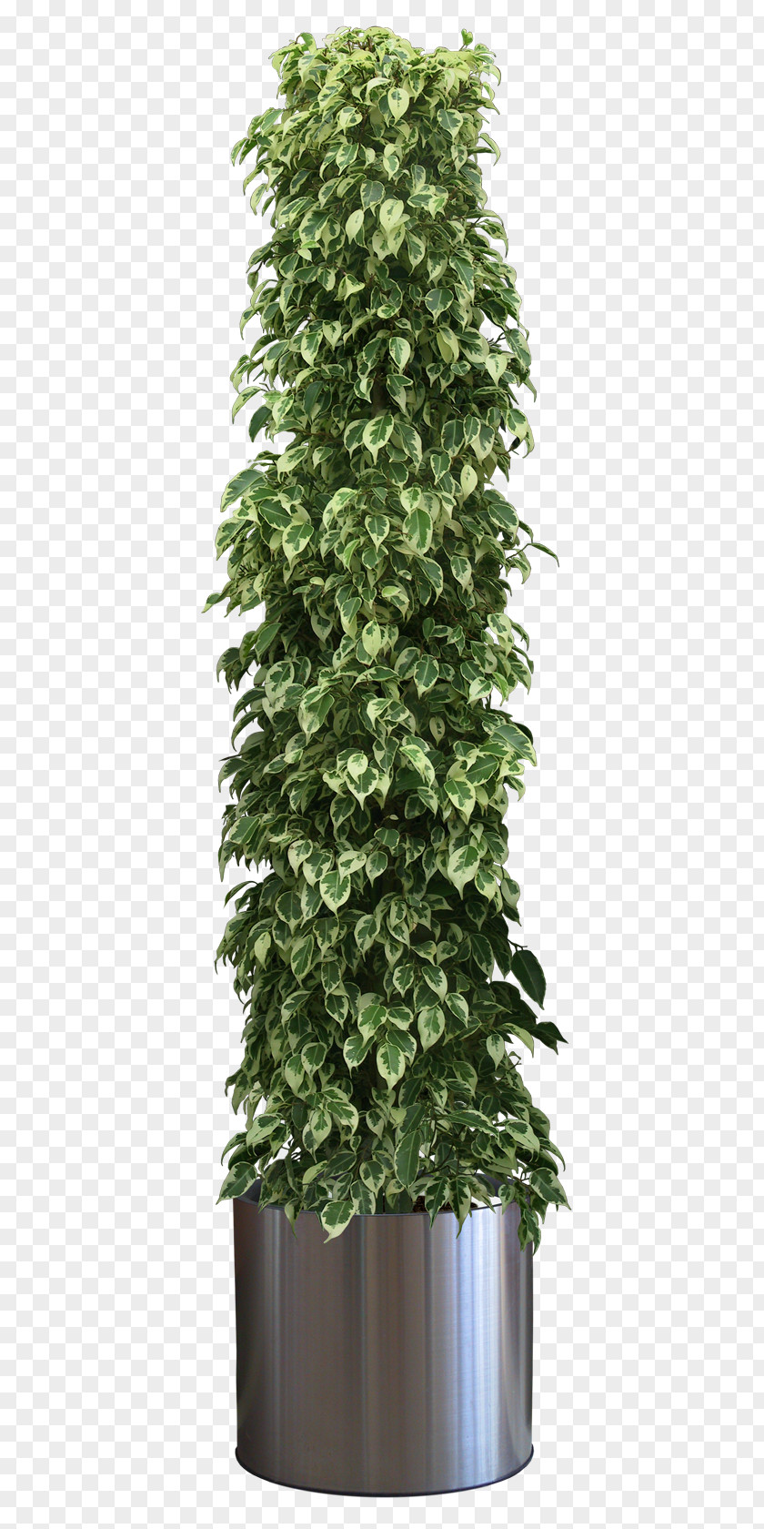 Plant Flowerpot Houseplant PNG