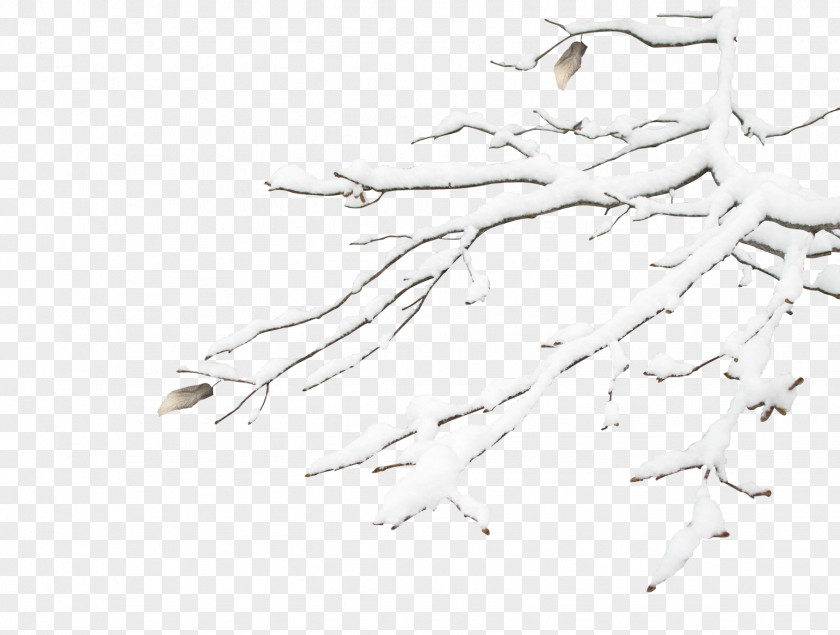 Snow Tree Snowflake Winter PNG