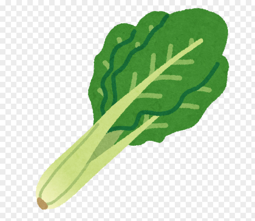 Vegetable Komatsuna Karashi Nozawana Spinach PNG