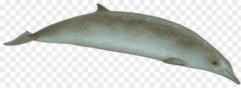 Whale Porpoise Tucuxi Common Bottlenose Dolphin Short-beaked Cetacea PNG