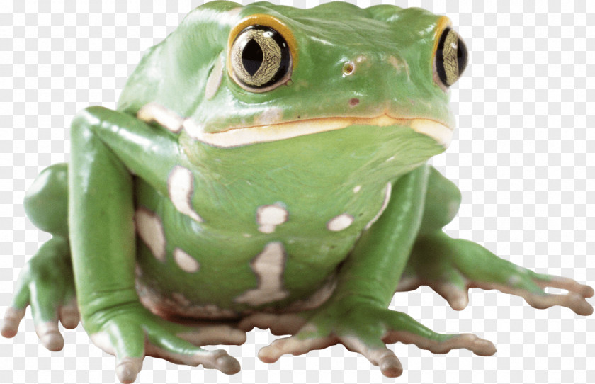 Frog Lithobates Clamitans Clip Art PNG
