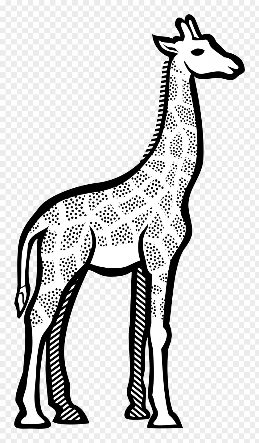 Line Art Giraffe Drawing Clip PNG