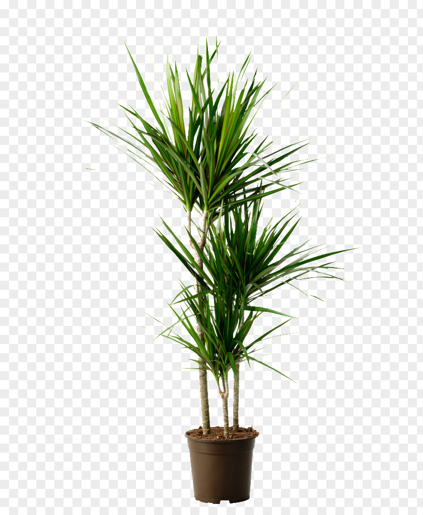 Plant Dragon Tree Houseplant Dracaena Reflexa Var. Angustifolia Fragrans PNG