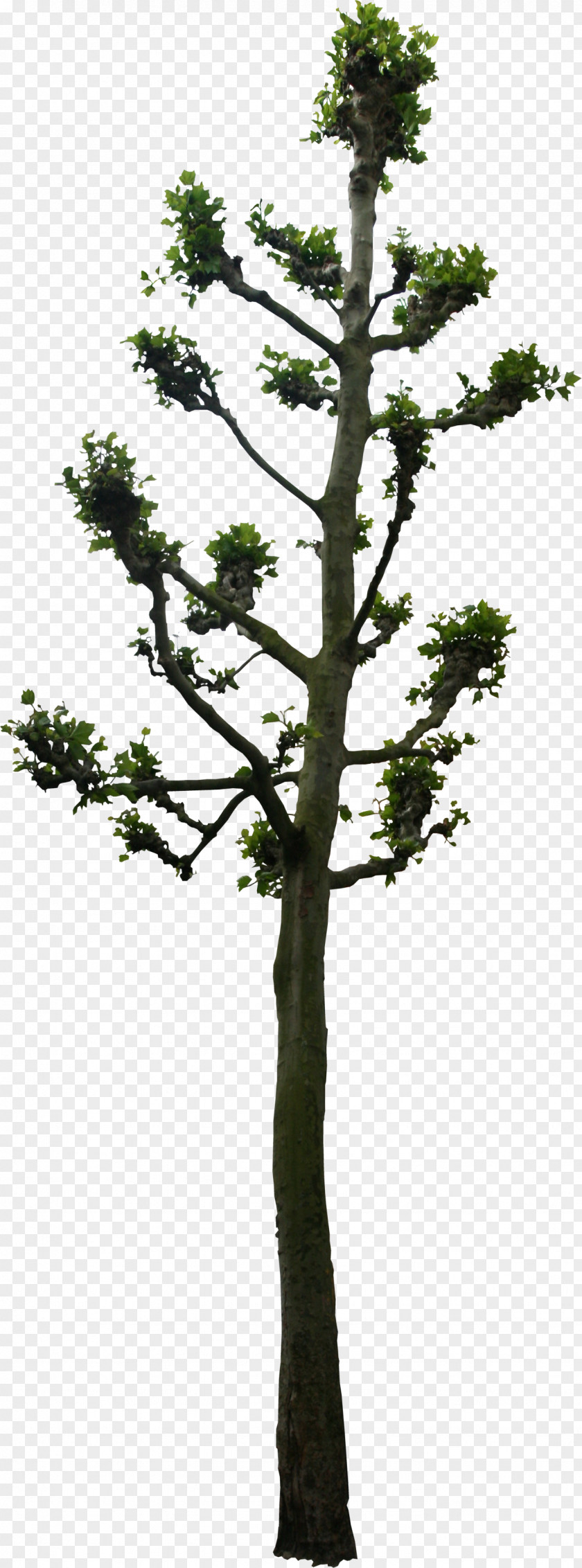 Tree Woody Plant Lindens 3D Computer Graphics PNG