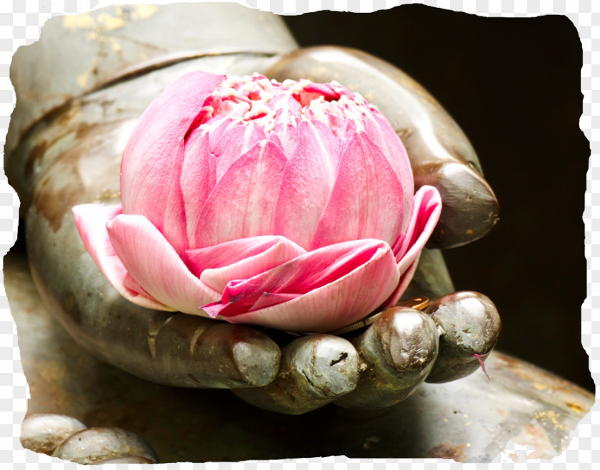 Buddhism Stock.xchng Sacred Lotus Stock Photography Tian Tan Buddha PNG