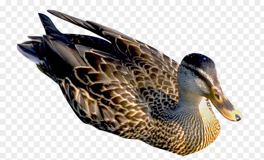 Duck Mallard Bird Cygnini PNG