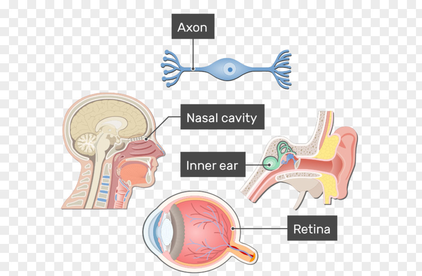 Ear Bipolar Neuron Axon Pseudounipolar PNG