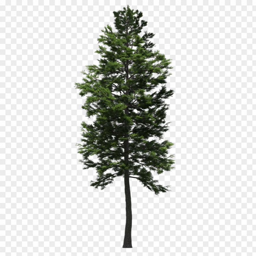 Tree Spruce Scots Pine Fir Larch PNG