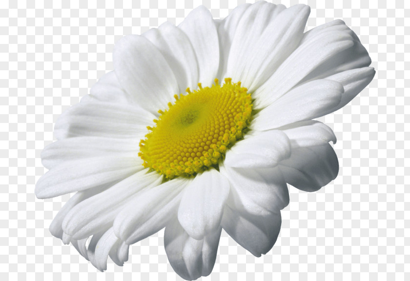 Camomile Single PNG Single, white daisy clipart PNG