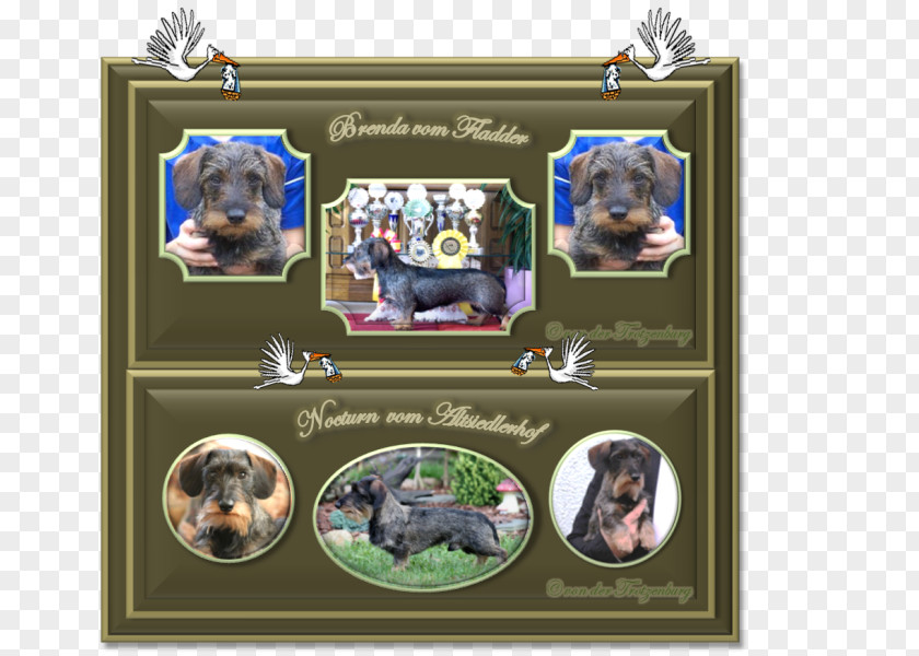 Dog Breed Picture Frames Collage PNG