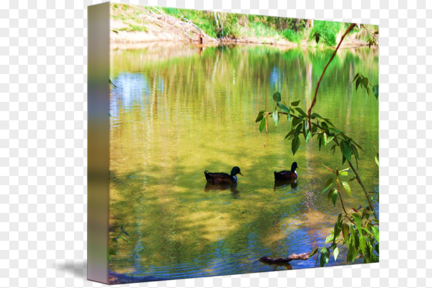 Duck Water Resources Ecosystem Wetland Pond PNG