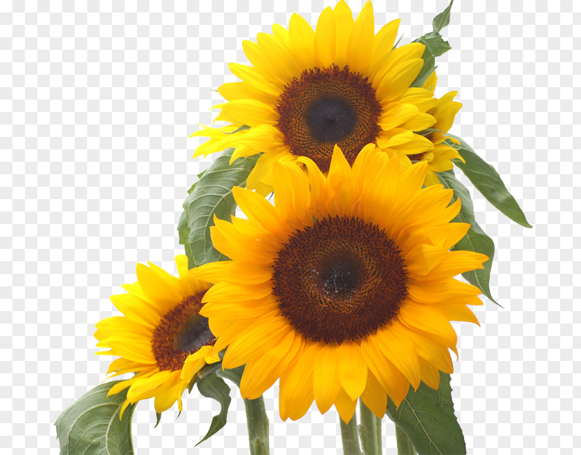 Gerbera Common Sunflower Desktop Wallpaper Seed PNG