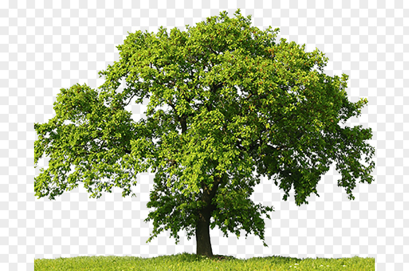 Oaklawn Oak Tree Stock Photography Stock.xchng PNG