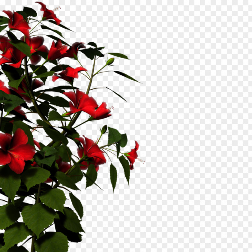 Picture Of Hibiscus Plant Display Resolution High-definition Television Video PNG