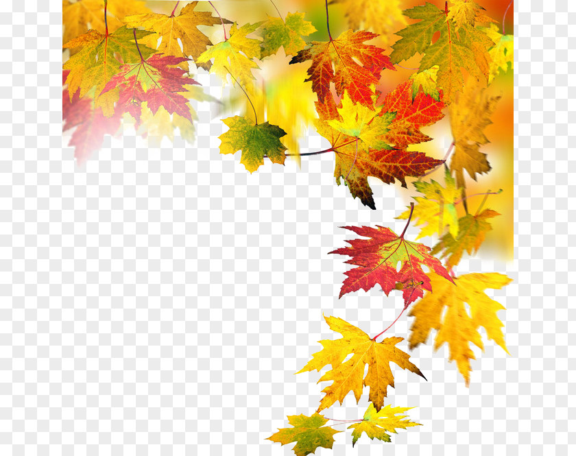 Autumn Elements Leaf Computer File PNG
