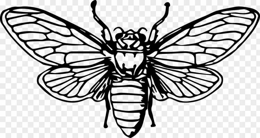 Bees Insects Animals Beetle Cicadas Drawing Clip Art PNG