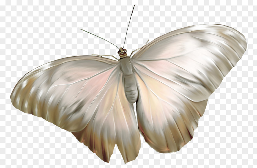 Butterfly Digital Image Insect PNG