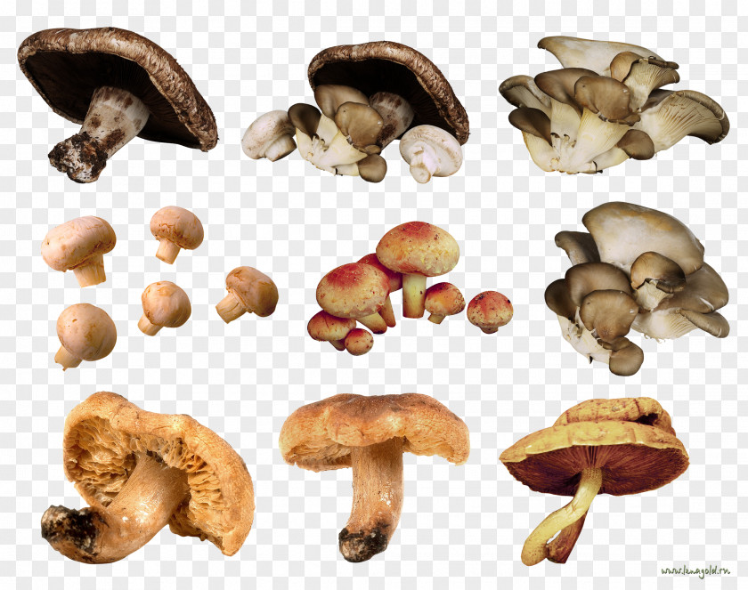 Champignon Edible Mushroom Fungus PNG