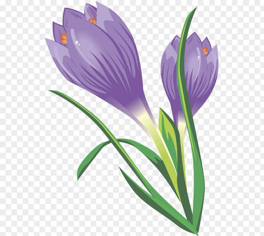 Crocus Cliparts Vernus Autumn Flavus Clip Art PNG