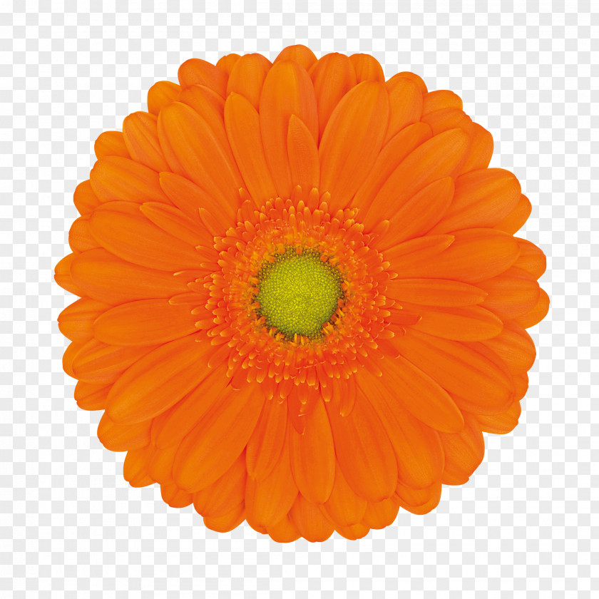 Flower Transvaal Daisy Cut Flowers Orange Color PNG