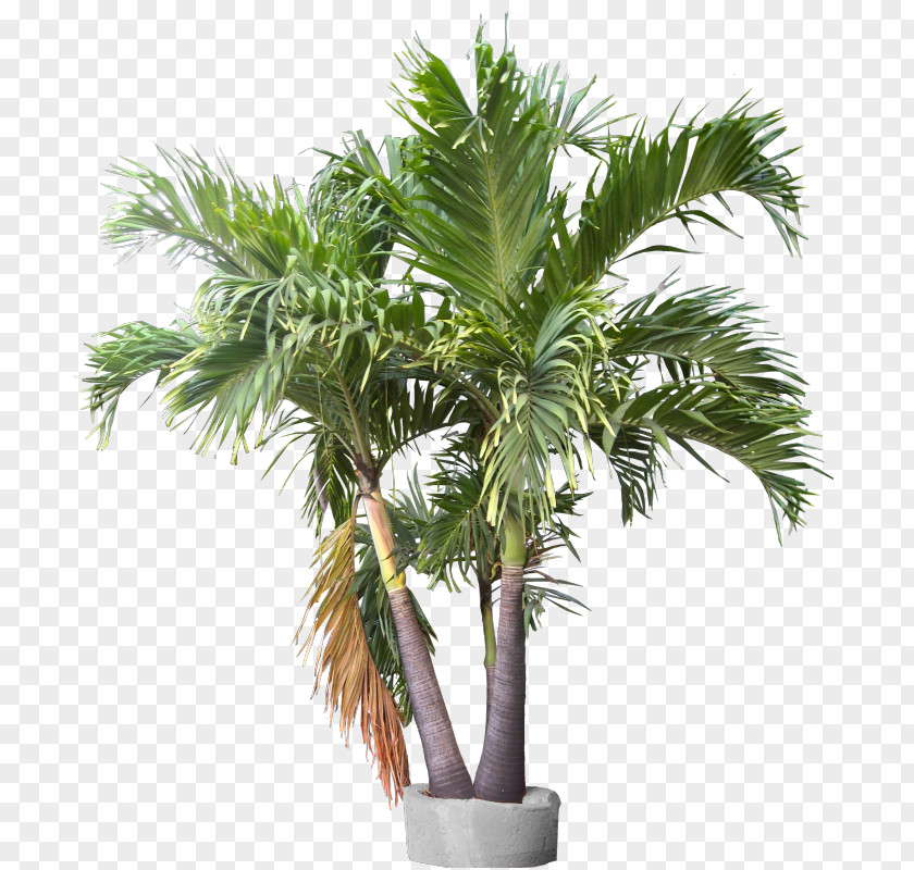 Plant Rhapis Excelsa California Palm Adonidia Areca PNG