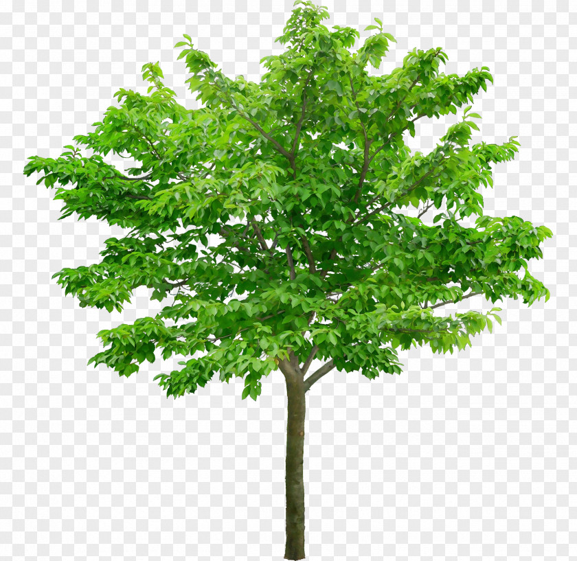 Plant Stem Maple Plane PNG