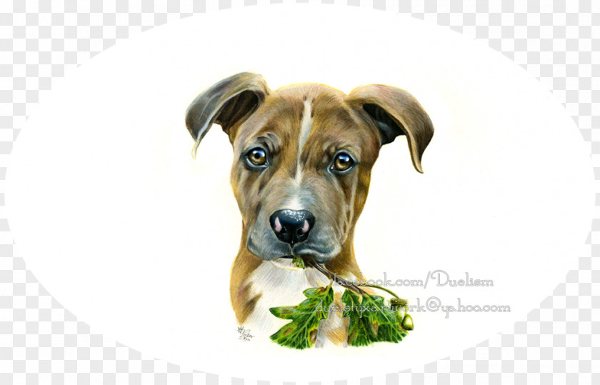 Puppy Dog Breed Black Mouth Cur Boerboel Snout PNG