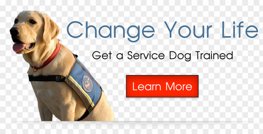 Dog Breed Service Puppy Leash PNG