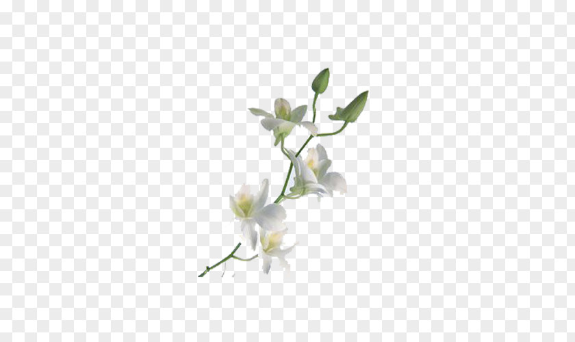 Fragrance Of Lily Orchids Flower Petal PNG