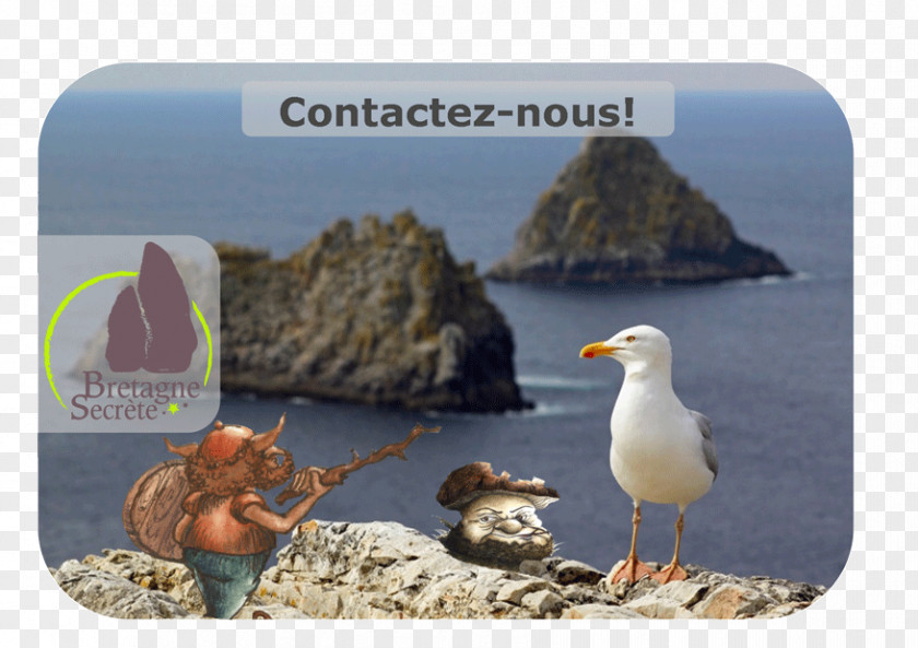 Seabird Advertising Pointe De Pen-Hir Fauna Ecosystem PNG