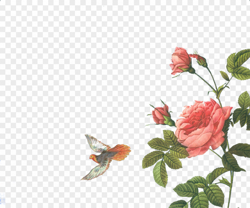Small Fresh Floral Material Rose Botanical Illustration Printmaking Botany PNG