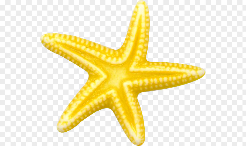 Starfish Echinoderm Sea Clip Art PNG