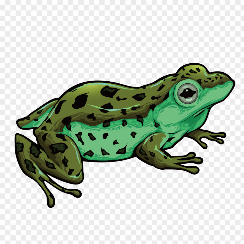 Vector A Frog Toad True Amphibian PNG