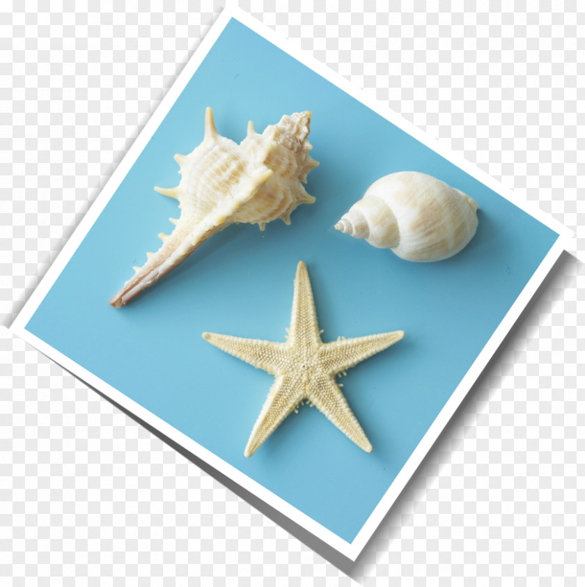 Conch Starfish Cupboard Seashell PNG
