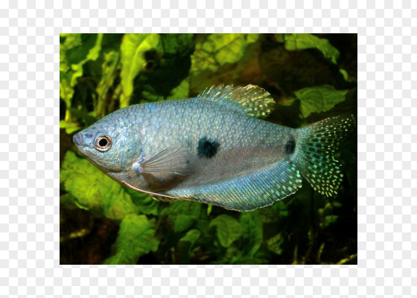 Fish Aquariums Three Spot Gourami Ornamental PNG