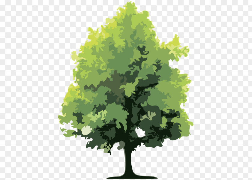 Forest Tree Holtzinger Sarl PNG