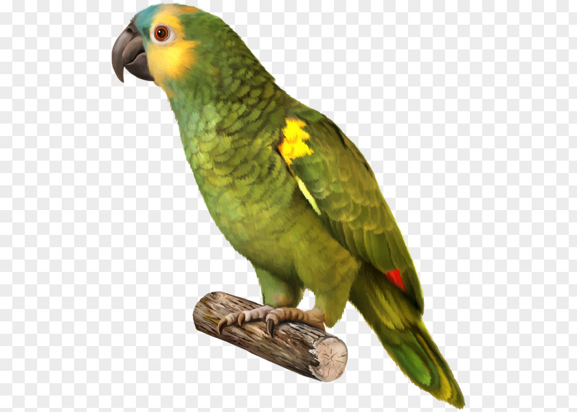 Parrot Budgerigar Bird Yellow-naped Amazon Red-crowned PNG