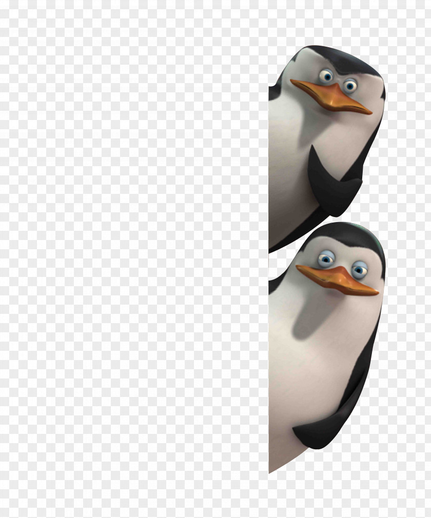 Pinguins Private Penguin Flightless Bird Madagascar PNG