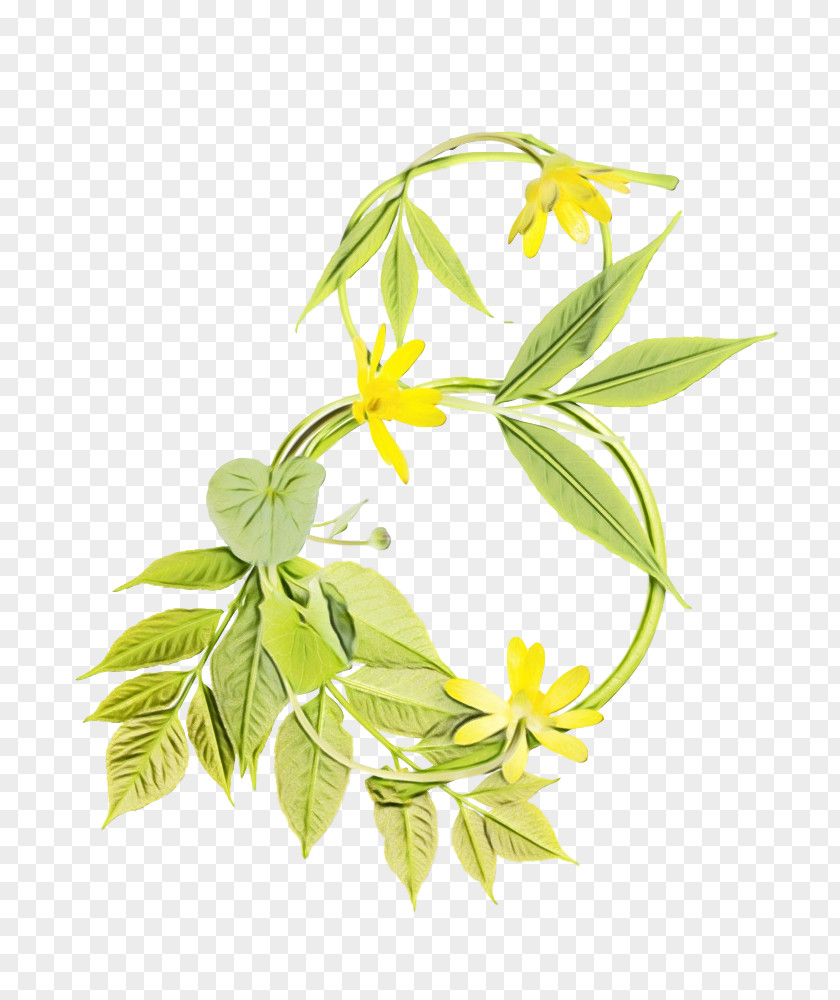 Plant Stem Ylangylang Flower Leaf Flowering Ylang-ylang PNG