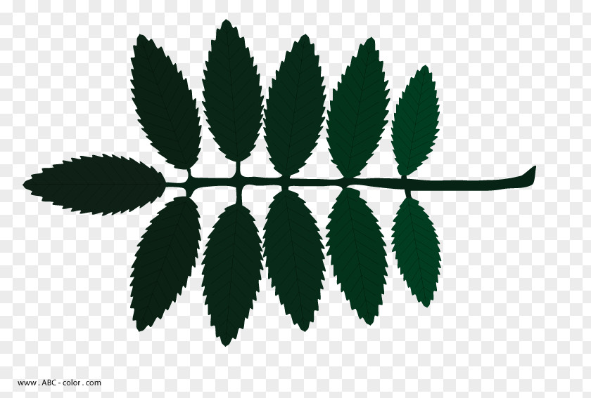 Tree Drawing Shrub Leaf PNG