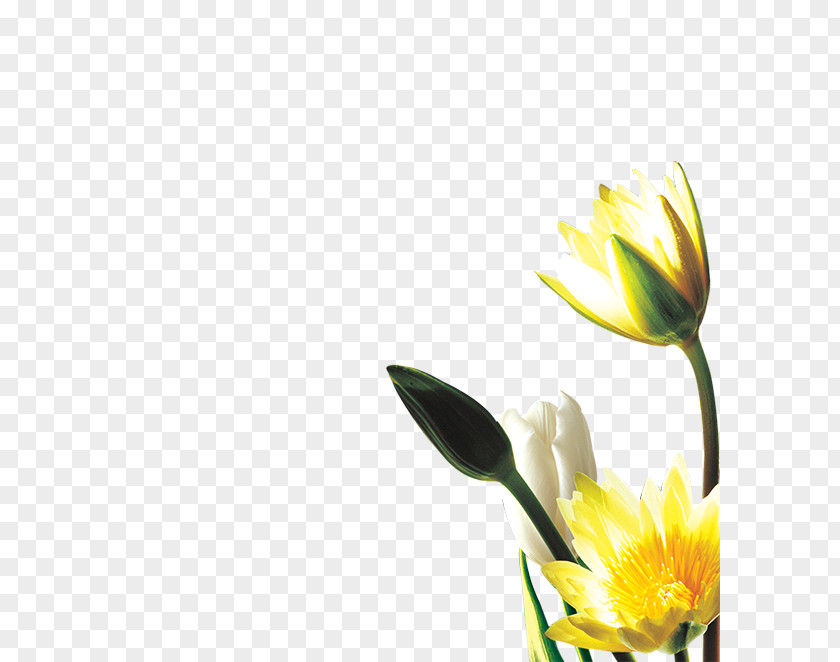 Chrysanthemum Bud Leaf Wallpaper PNG