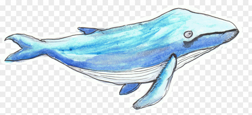 Humpback Whale Common Bottlenose Dolphin Rough-toothed Tucuxi Animal Alphabet Adventures Cetaceans PNG
