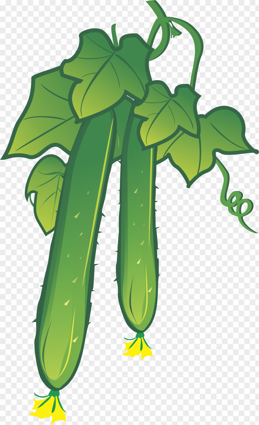 Cucumber Vector Element Illustration PNG