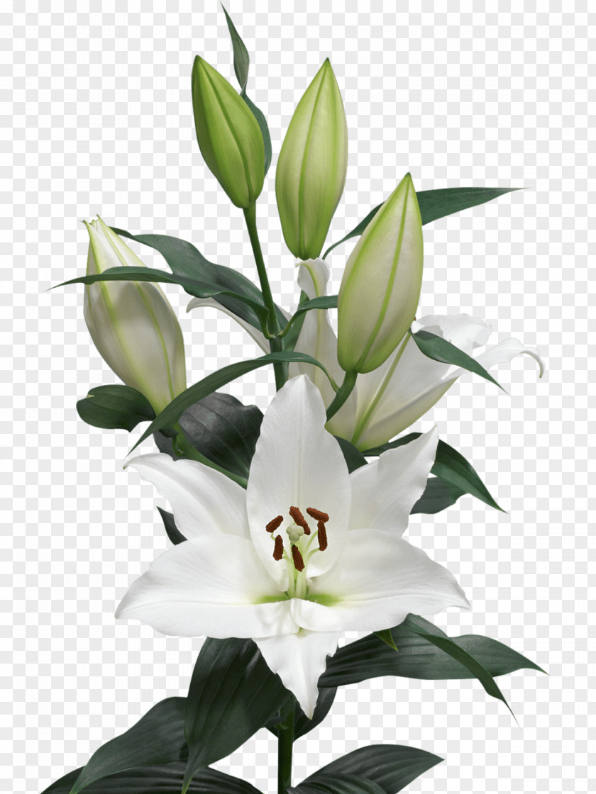 Flower Arletta Cut Flowers Oriental Hybrids Floral Design PNG