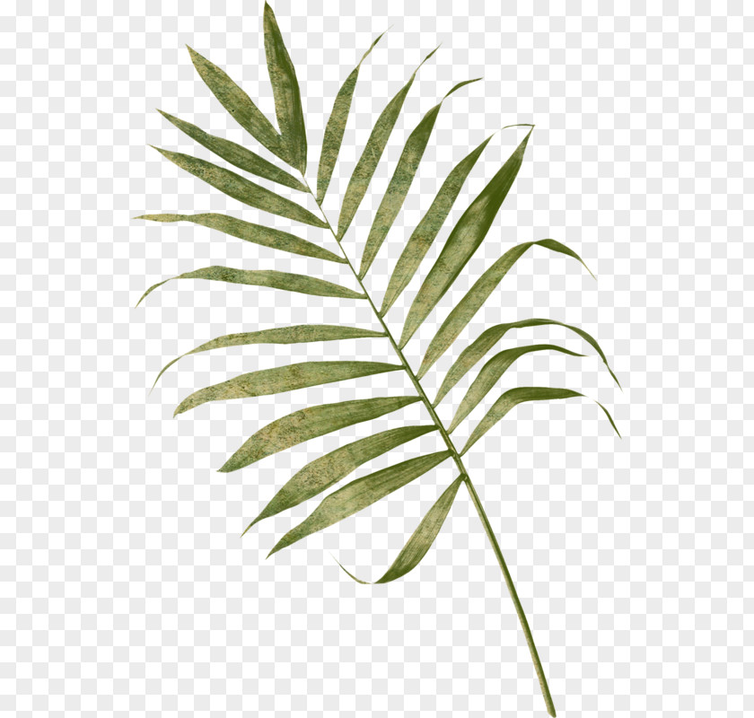 Leaf Arecaceae Frond Palm Branch Fern PNG
