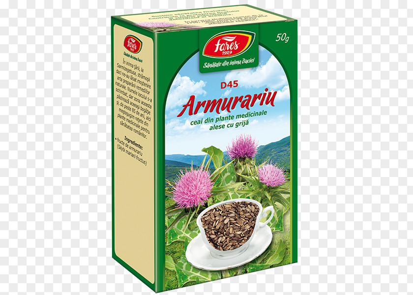 Tea Fares Field Horsetail Food Medicinal Plants PNG