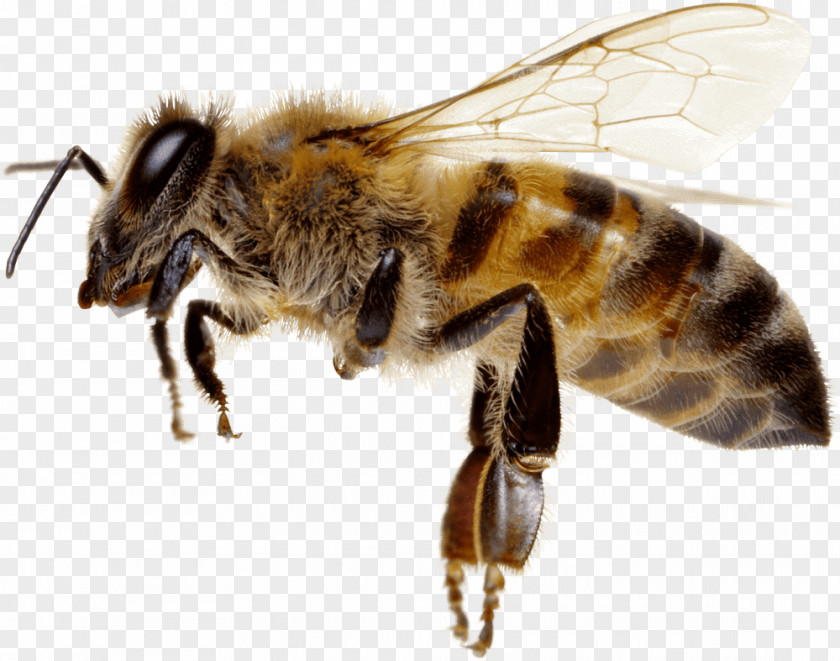 Bee Honey Hornet L'apiculture Beekeeping PNG