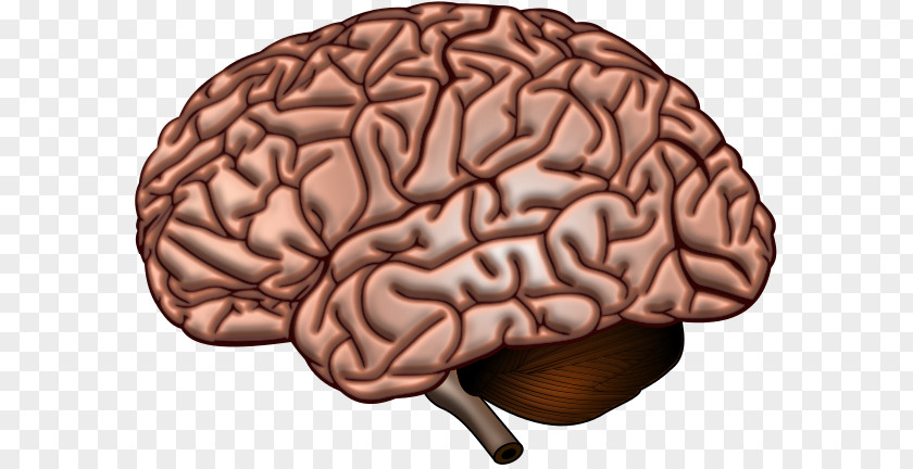 Brain Human Neuroscience Cerebrum Neuroimaging PNG